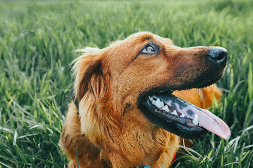 A mixed breed dog happily sitting in vibrant green grass