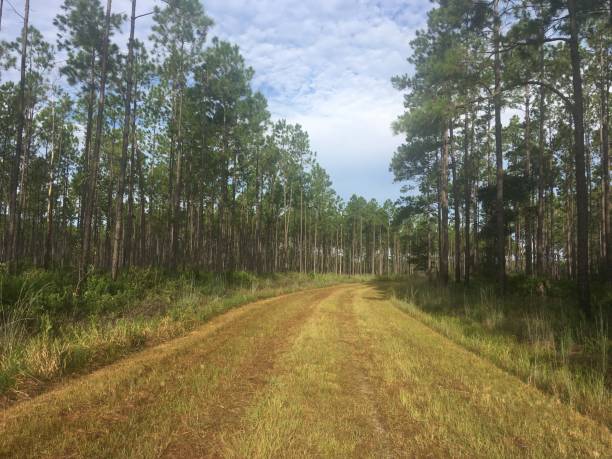 istock Gently curving grassed - over dirt road in pine forest with light clouds in blue sky 1217453634