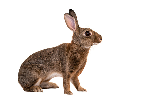 Rabbit warren ( lapin de garenne) abandoned by his mother and rescued when he was very young. Now, like a common rabbit, he's tame / domesticated and very sociable, gregarious.