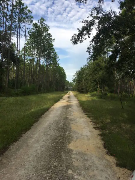 View down graded dirt road in pine forest,  disappearing in the distance. Photo taken at John M. Bethea state forest, on the border of Florida and Georgia with iPhone 6s plus