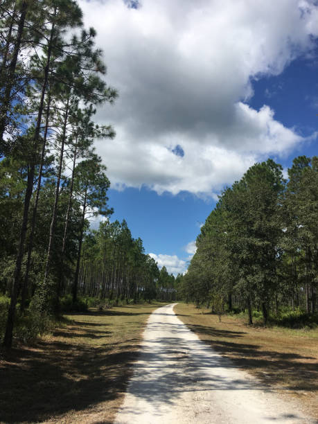 istock Gently curving dirt road in pine forest with clouds in blue sky 1217453772