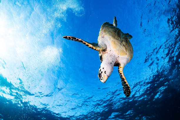 żółwie nurkują głęboko pod wodą - sea turtle coral turtle green sea turtle zdjęcia i obrazy z banku zdjęć