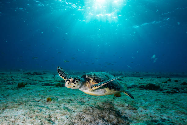 zielony żółw pływa w wodzie - sea turtle coral turtle green sea turtle zdjęcia i obrazy z banku zdjęć