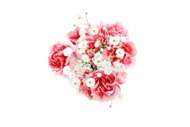 istock carnation and gypsophila in a white background 1217455973