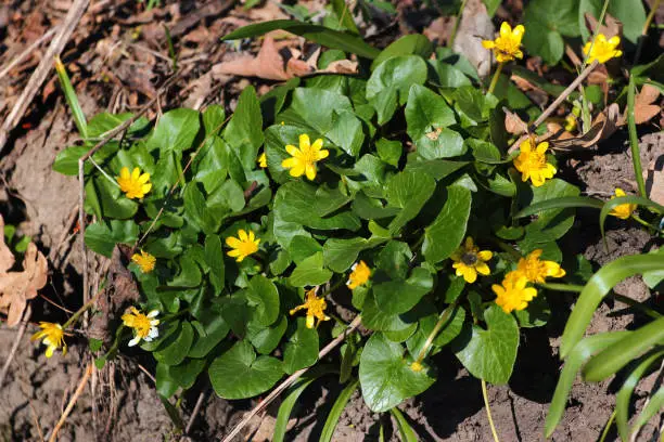 Lesser celandine, or Ficaria verna, yellow flowers in a spring forest