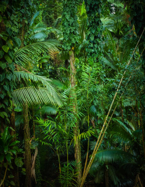istock Background Texture Of Thick Jungle Or Rainforest In The Tropics 1217457891