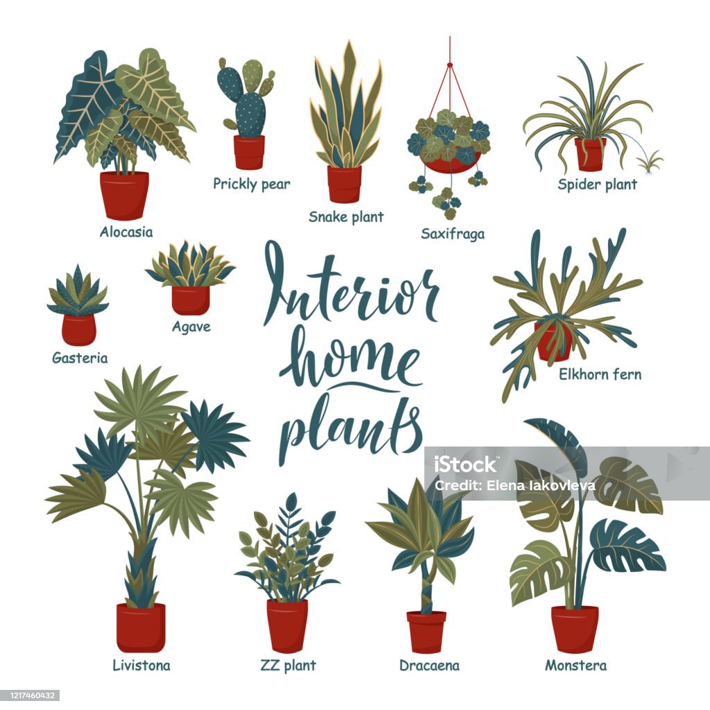 Big Plants Collection Interior Potted Plants With Plant Names Stock big-plants-collection-interior-potted-plants-with-plant-names-stock