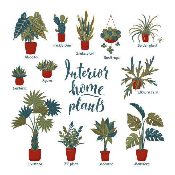 Big plants collection. Interior potted plants with plant names. Big plants collection. Interior potted plants with plant names. Urban jungle, trendy home decor with plants. Succulents, cactus, fern, tropical leaves. Set of indoor plant vector. Cozy home chlorophytum comosum stock illustrations