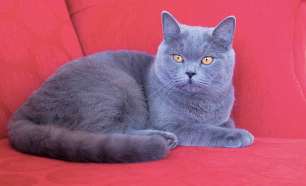 istock Scottish Fold Shorthair cute cat poses resting on red sofa. 1217461476