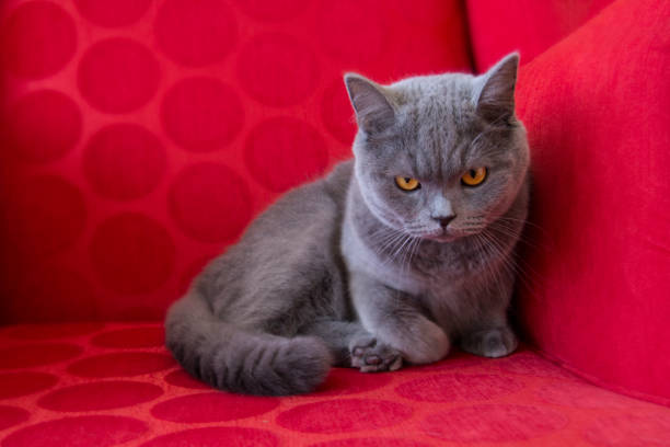 istock Scottish Fold shorthair cat is resting on the red sofa, with angry looks. 1217461724
