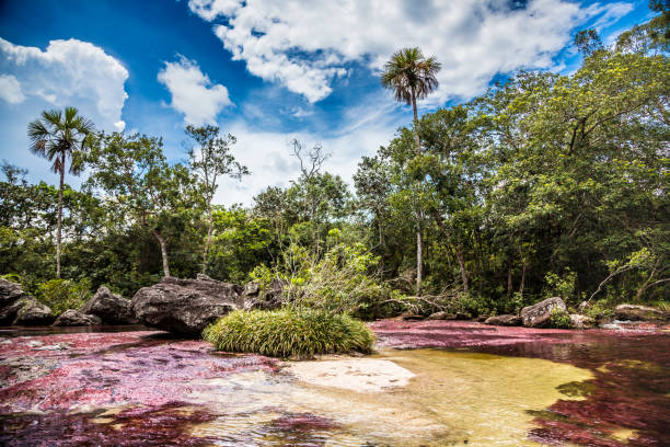 istock Cristal river, Colombia 1217462620