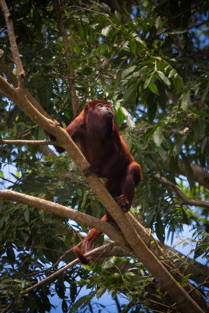 istock howler monkey in Crystal river, Colombia 1217463388