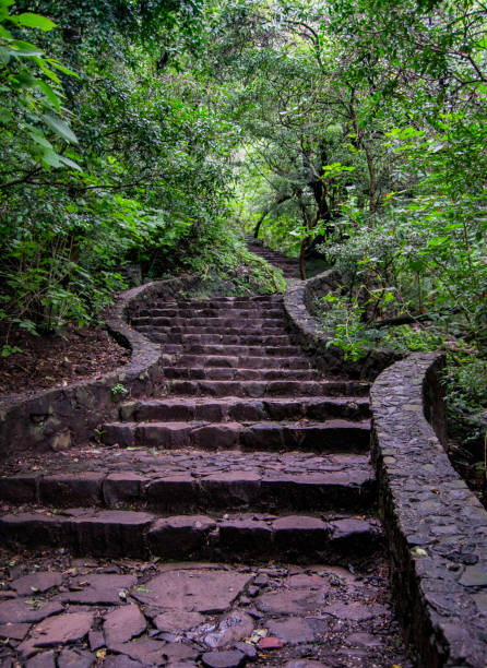 Forest Road where we find each other Forest Road where we find each other morelos state stock pictures, royalty-free photos & images