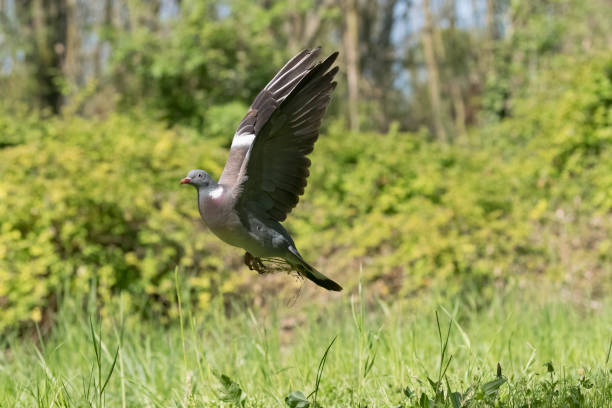 istock Wood pigeon (Columba palumbus) 1217464827