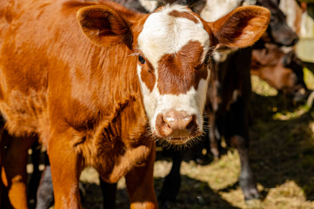 istock Farm animals grazing 1217464998