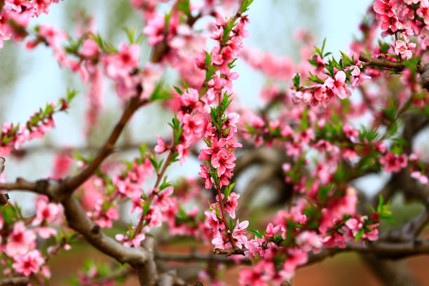istock Blooming peach blossom, very beautiful 1217466524
