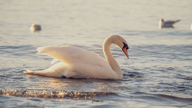istock One swan is swimming in water. 1217466657