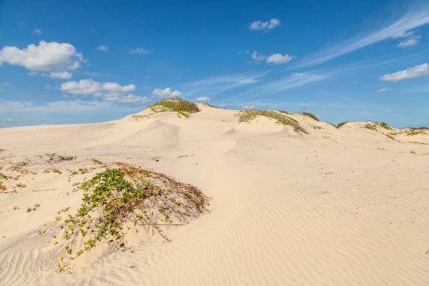 istock South Padre Island Sand Dunes 1217466700