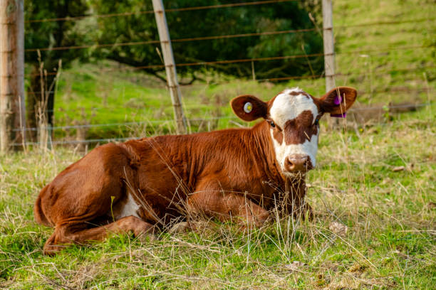 istock Farm animals grazing 1217466737