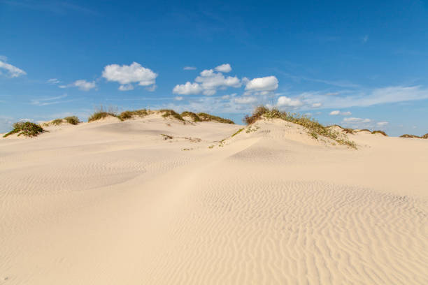 istock South Padre Island Sand Dunes 1217466849