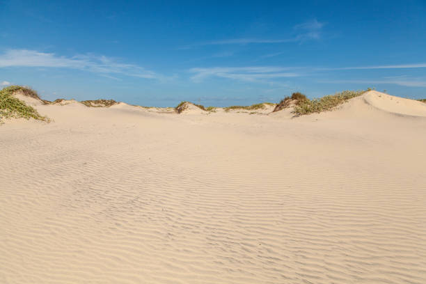 istock South Padre Island Sand Dunes 1217466864