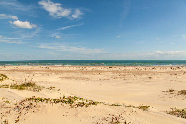 istock South Padre Island Sand Dunes 1217466869