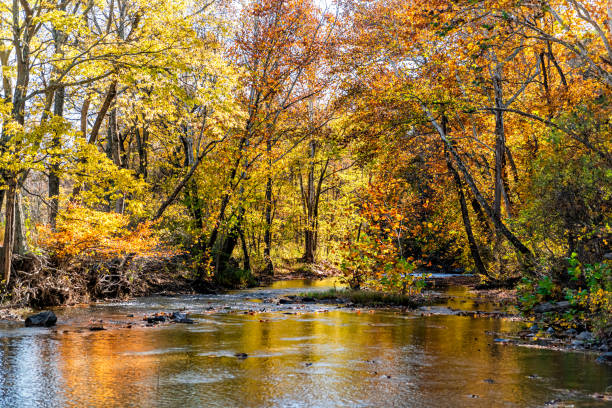 istock Yellow orange autumn tree reflection view on Cedar Creek river surface during autumn in Virginia Frederick County with vibrant colorful foliage 1217468499