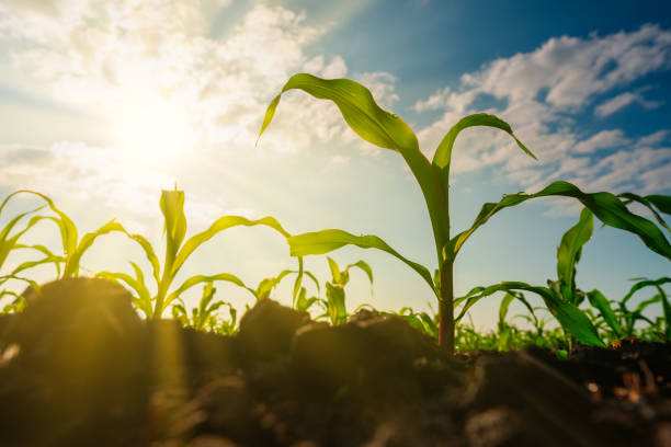 太陽の光と夕日と農業庭園でトウモロコシの苗 - corn corn crop field stem ストックフォトと画像