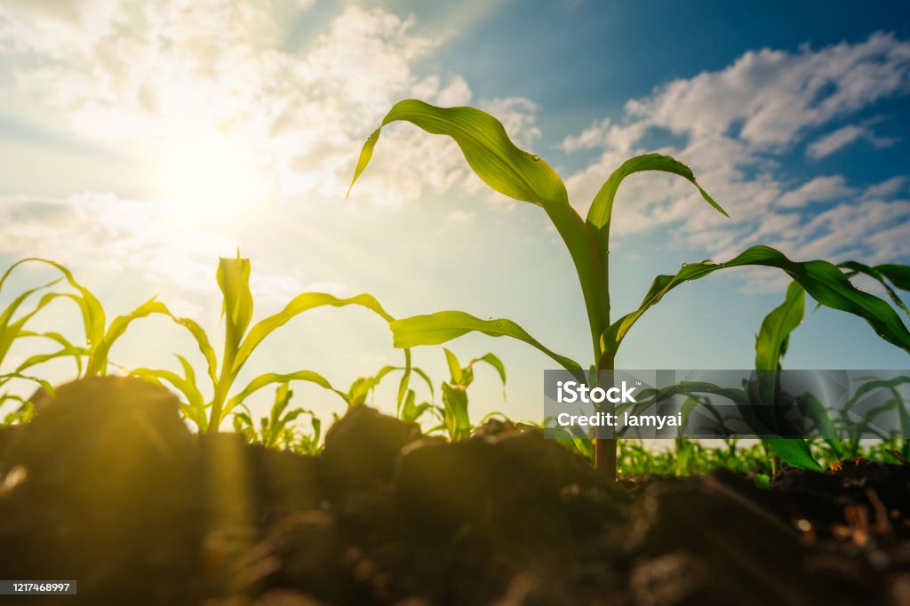 Maize seedling in the agricultural garden with the sunset with sunbeam Corn - Crop Stock Photo
