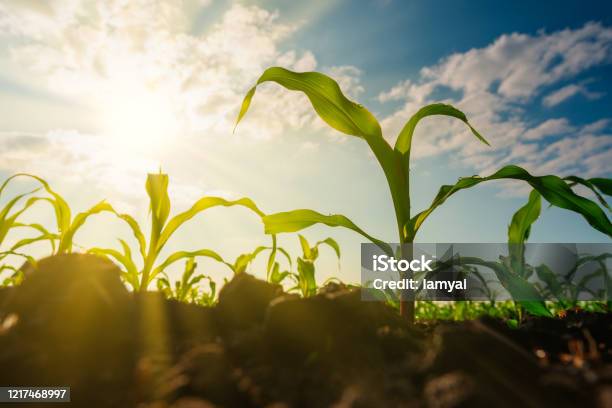 Maize Seedling In The Agricultural Garden With The Sunset With Sunbeam Stock Photo - Download Image Now