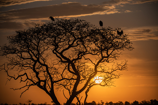 backlit tree  with Maribu Storks in branches on sunset, Serengeti, Tanzania