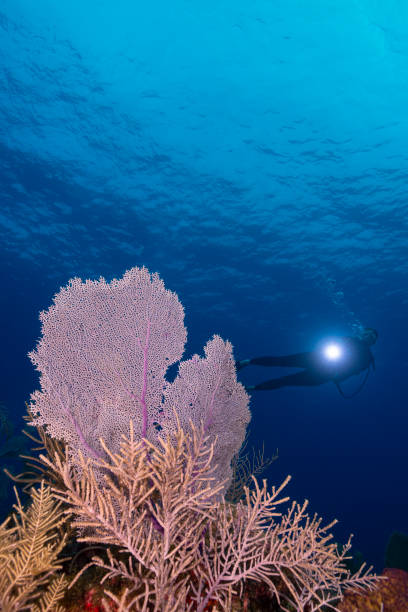 istock Caribbean marine life and female diver 1217469871