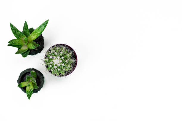 istock home office plant in pot on white background layout copy space 1217469879