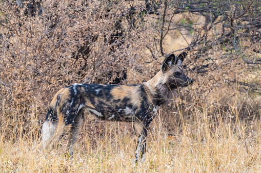 Wild dog/painted dog standing alert in bush veld- Zimbabwe