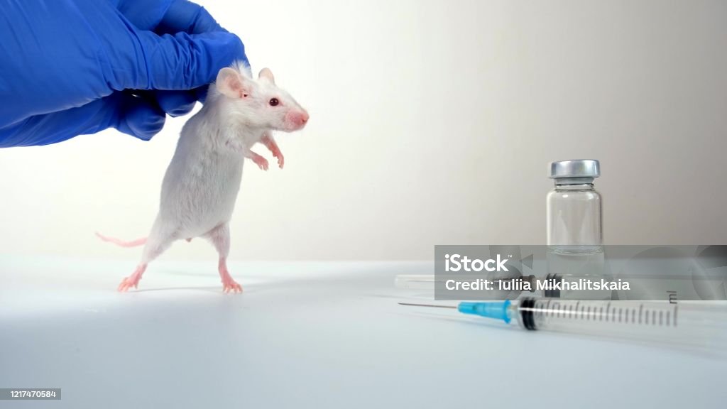 A scientist in blue gloves holding white abino lab laboratory mouse by scruff in order to conduct an experiment and test vaccine A scientist in blue gloves holding white abino lab laboratory mouse by scruff in order to conduct an experiment and test vaccine. Animal Stock Photo