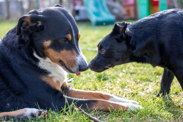 istock kiss between lover dogs 1217470912