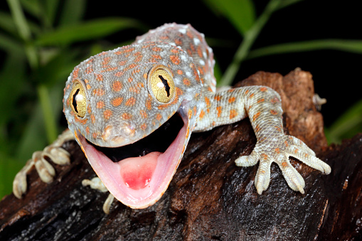 Tokay Gecko (Gekko gecko) on a wet log in \