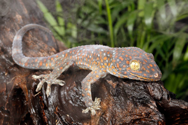 istock Tokay gecko on wet log 1217471077