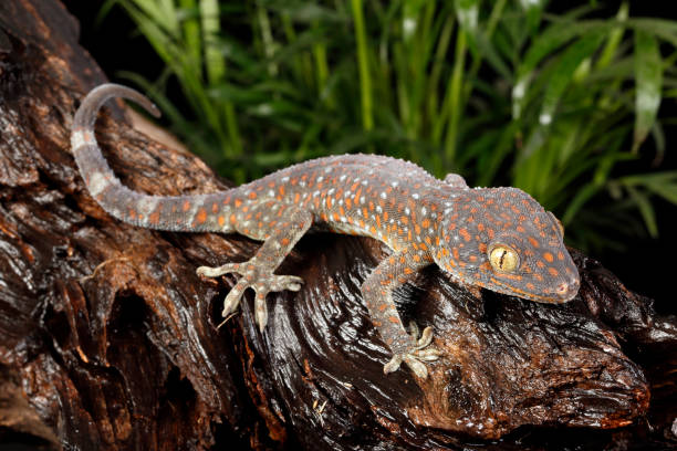 istock Tokay gecko on wet log 2 1217471081