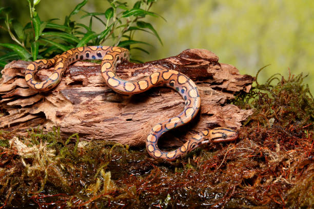Brazilian Rainbow Boa on driftwood and moss Brazilian Rainbow Boa (Captive) squamata stock pictures, royalty-free photos & images