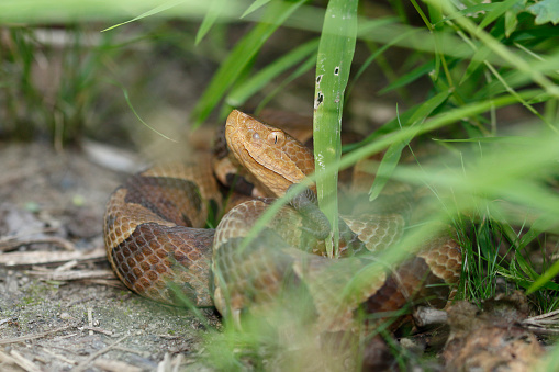 Northern Copperhead (Agkistrodon contortrix mokasen) sitting on the side of a hiking trail in New Jersey.