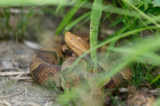 Copperhead snake on side of hiling trail stock photo