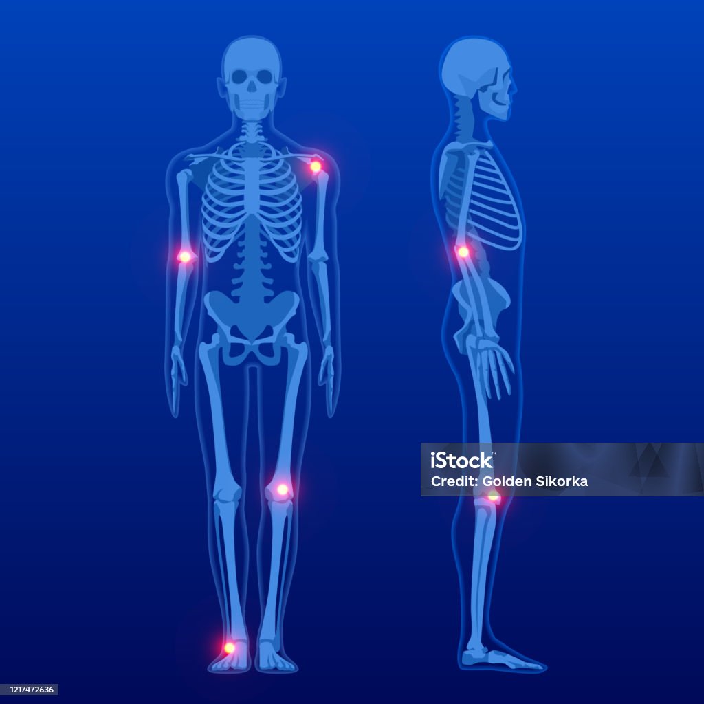 Ön ve profilde insan iskeleti var. İnsan İskelet Anatomisi röntgeni. - Royalty-free Anatomi Vector Art