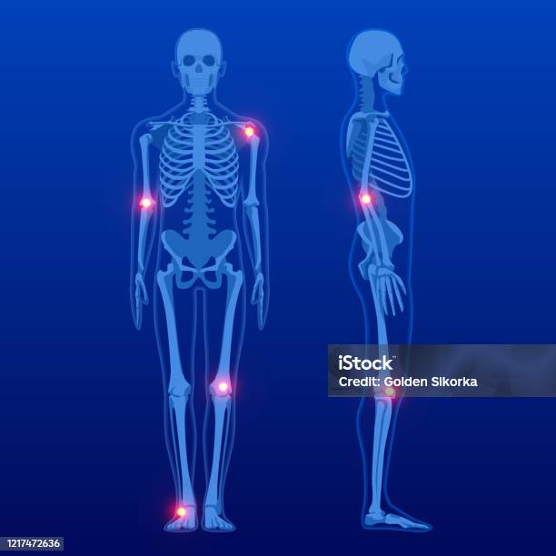 Ön Ve Profilde Insan Iskeleti Var İnsan İskelet Anatomisi Röntgeni Stok Vektör Sanatı & Anatomi‘nin Daha Fazla Görseli