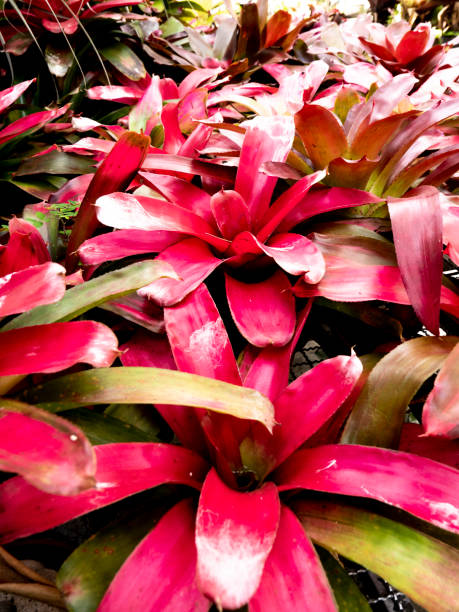 istock Meson of red bromeliads 1217472722