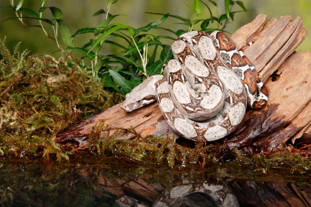 Colombian Red Tail Boa on driftwood and moss 2 stock photo