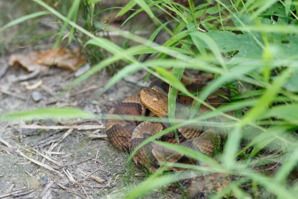 Copperhead snake on side of hiking trail 2 stock photo