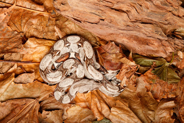istock Colombian Red Tail Boa on dried leaves top view 2 1217472806