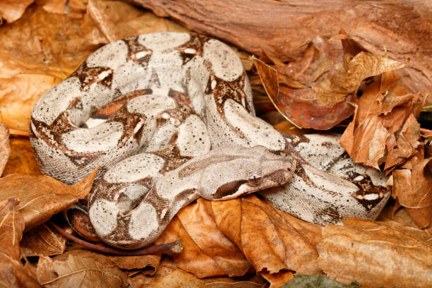 流木の前で乾燥した葉にコロンビアの赤い尾ボア - red tailed boa ストックフォトと画像