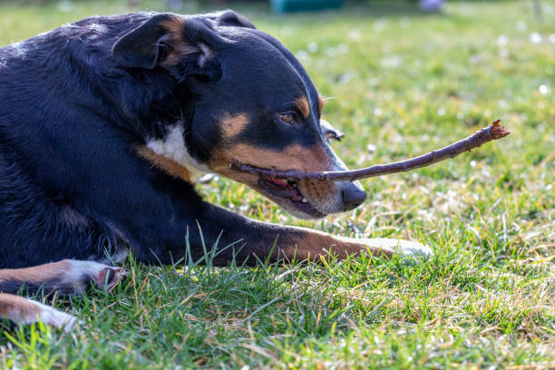 istock cute black dog chewing a stick 1217473853